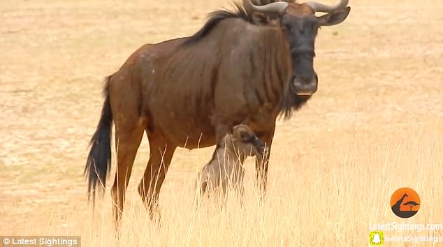 baby wildebeest and car