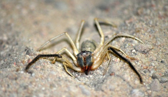 camel spiders