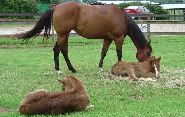 foal hooves