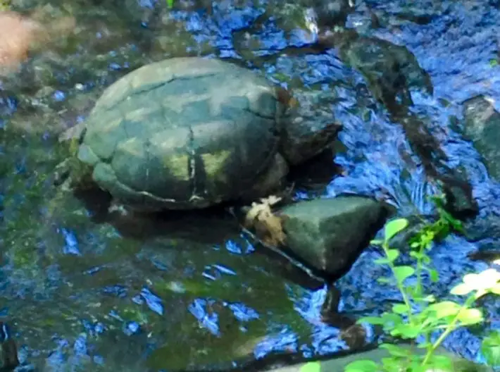 turtle in train track