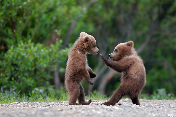 officer and bear cubs