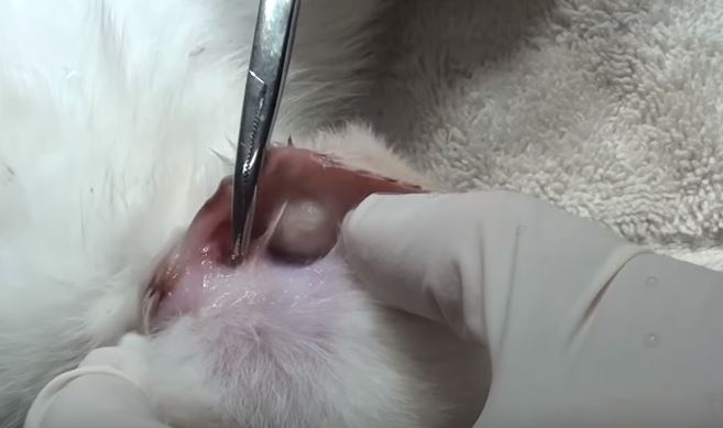 kitten with ear infection
