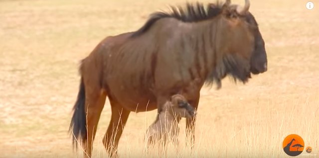 baby wildebeest and car