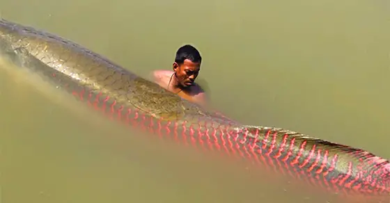 man catches big fish