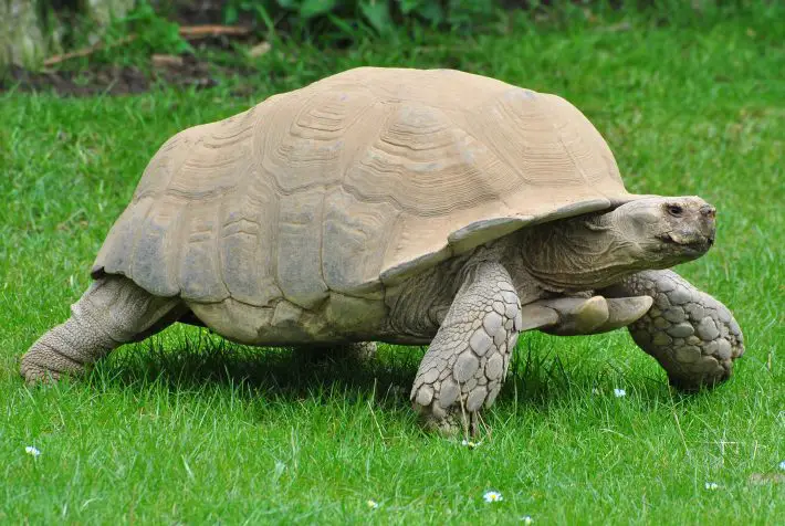 turtle in train track