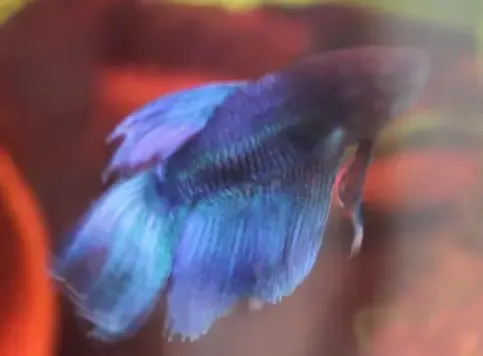 half dead fish
