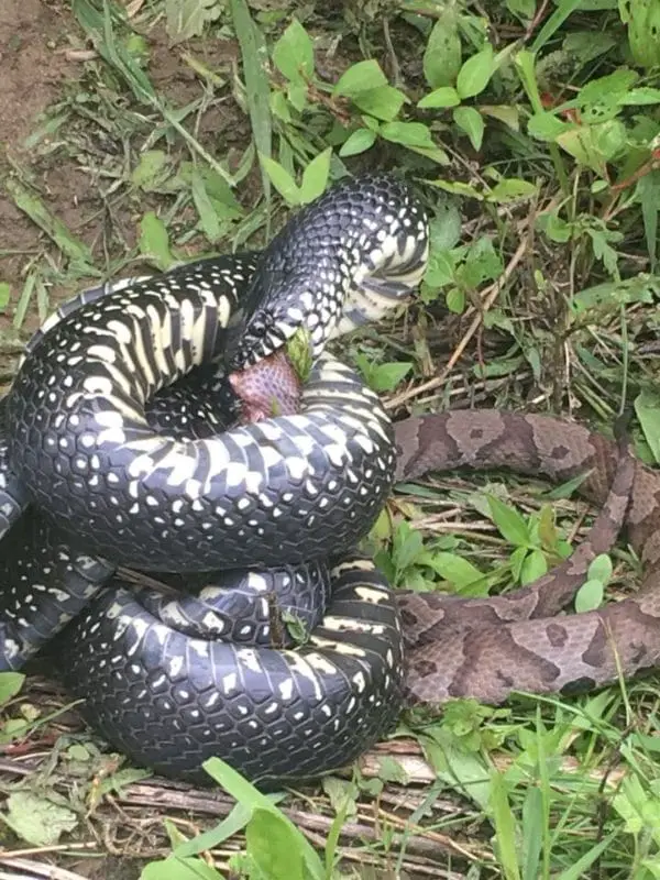 snake kills copperhead