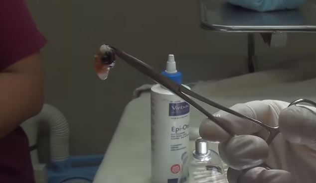 kitten with ear infection