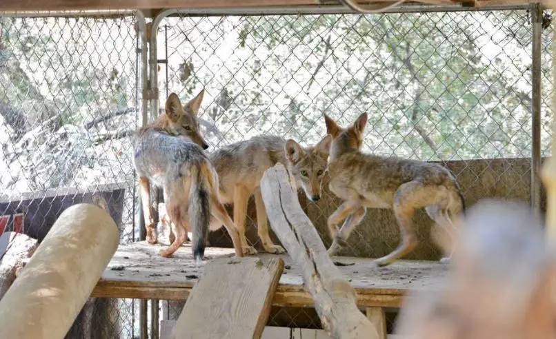 baby coyote rescued