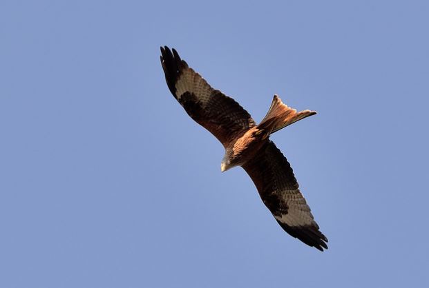 kayaker and eagle