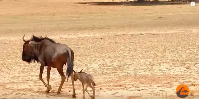 baby wildebeest and car