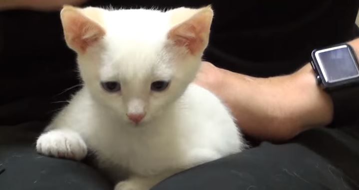 kitten with ear infection