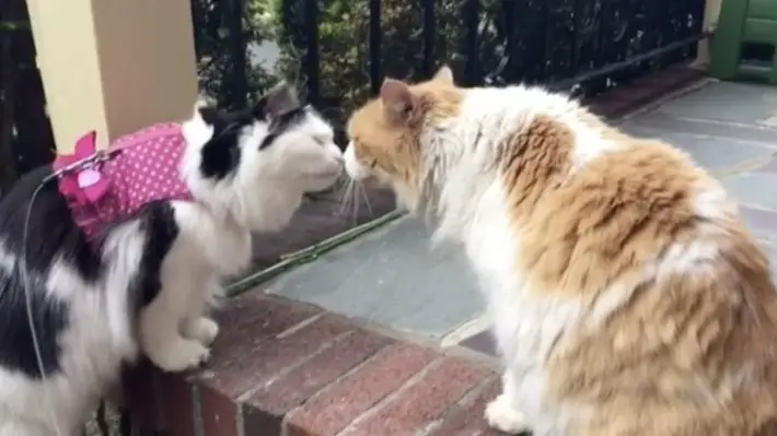 cat falls in love
