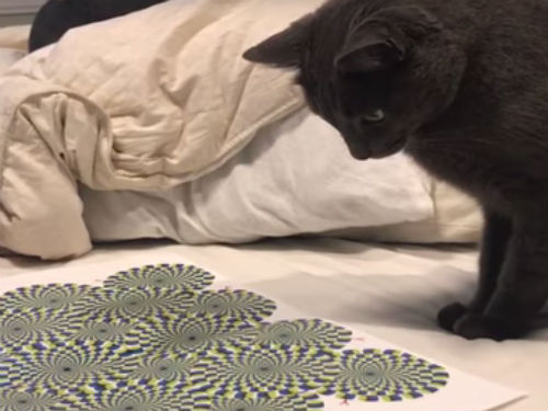 cat and optical illusion 