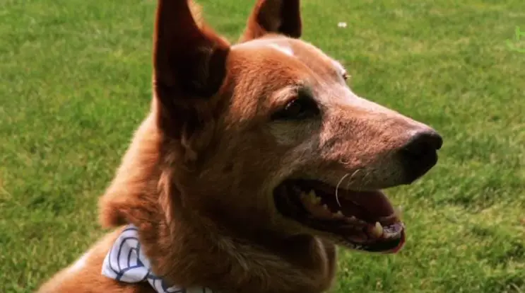 dog with prosthetic limbs