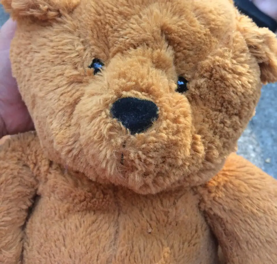 lost teddy bear