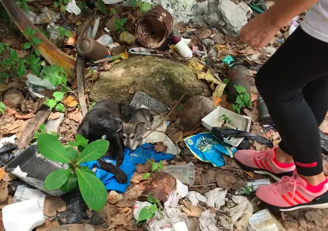 puppies abandoned in trash pile