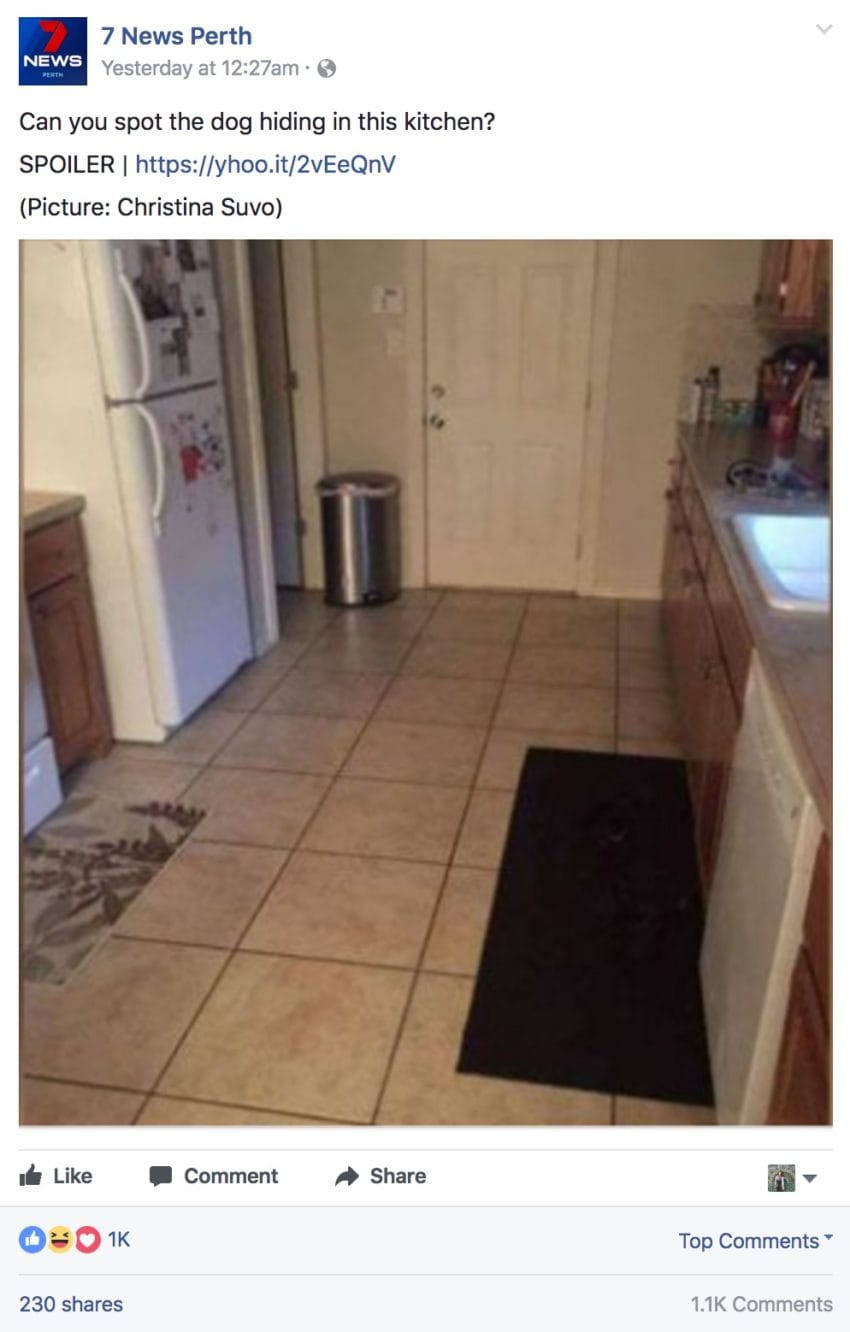 dog hiding in kitchen