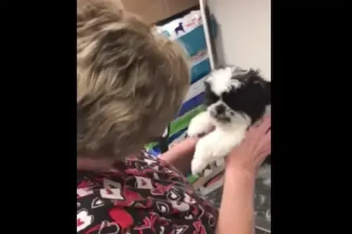 pup talking to groomer