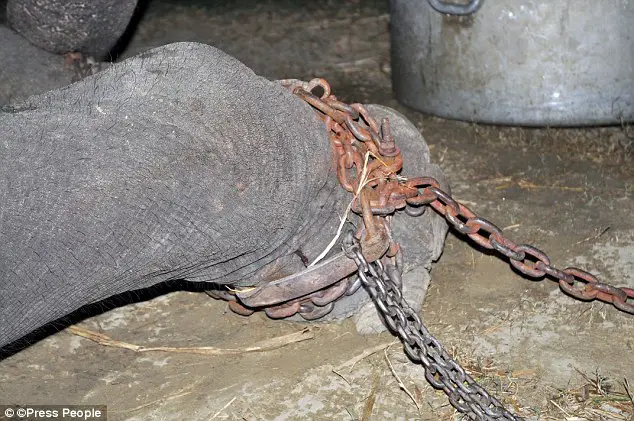elephant gets freed