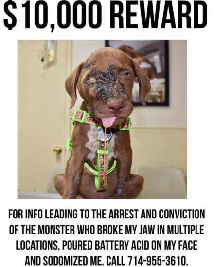 reward for puppy