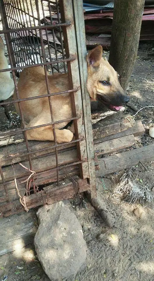 man saves dog