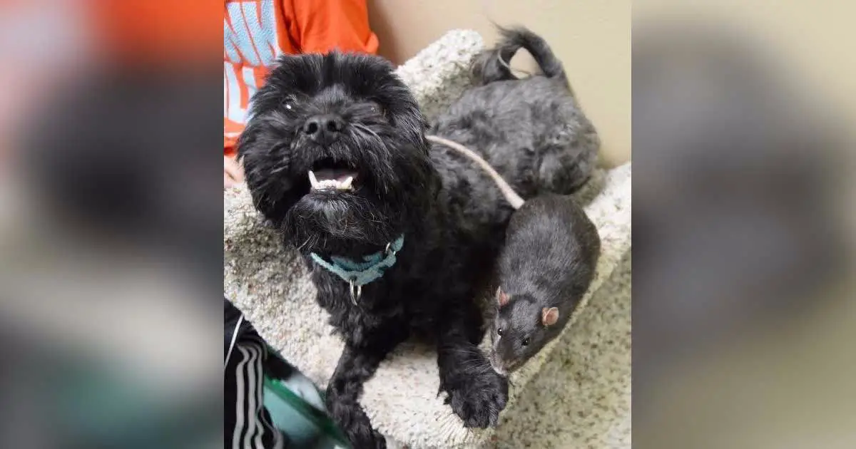 dog, cat and rat at shelter