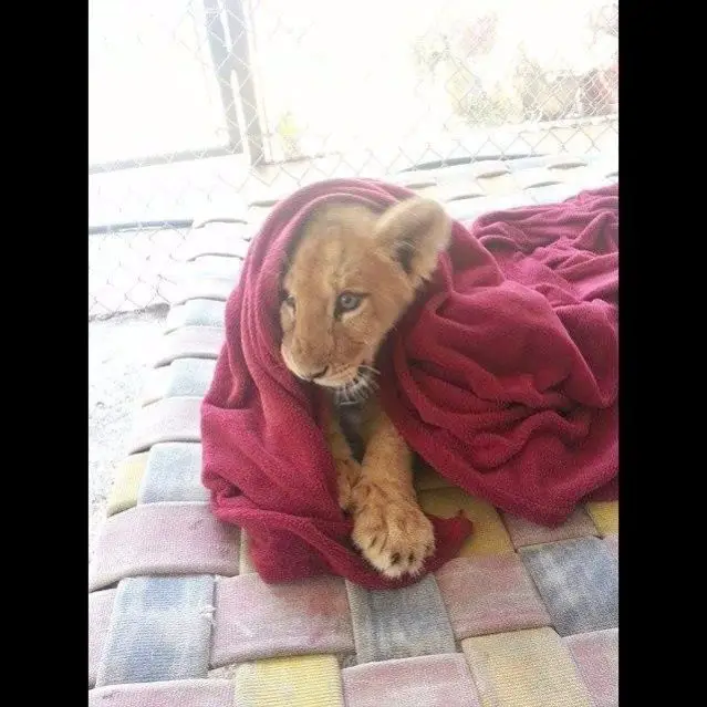 lion and blanket