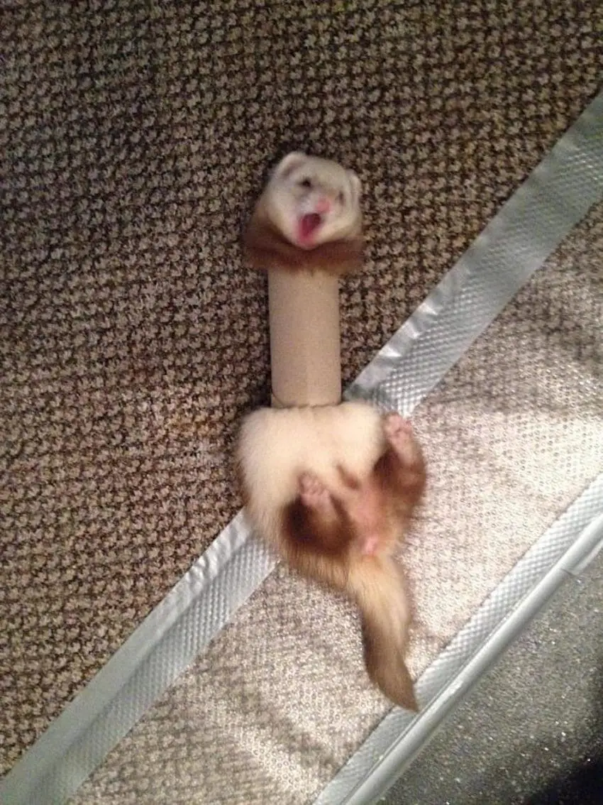 ferrets think they're dogs