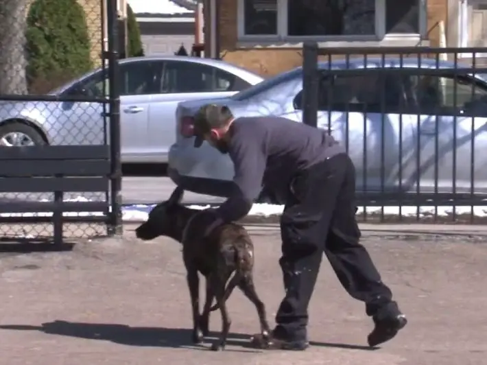 shock collar on dog