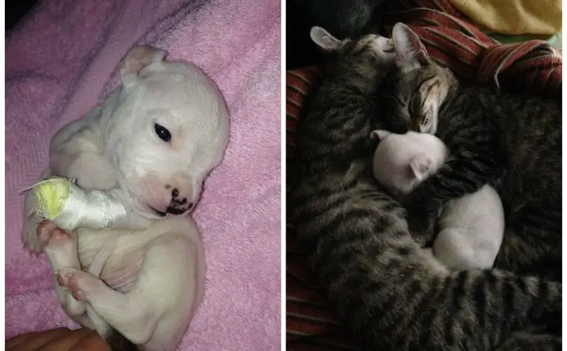 cats adopt puppies