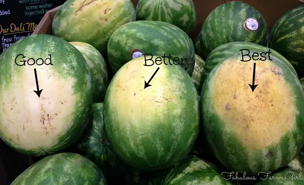 picking the right watermelon