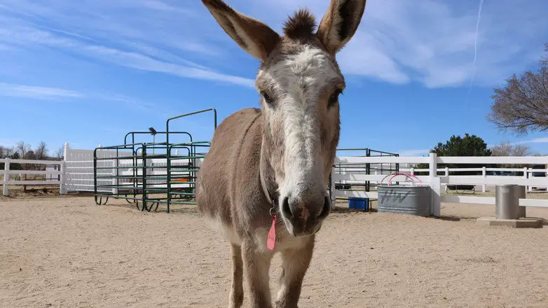 man and donkey