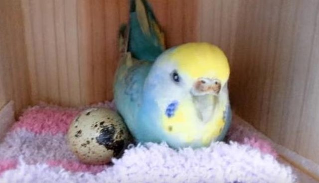 bird and egg