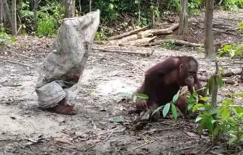 orangutan plays joke
