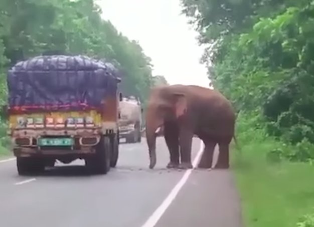elephant and potato truck
