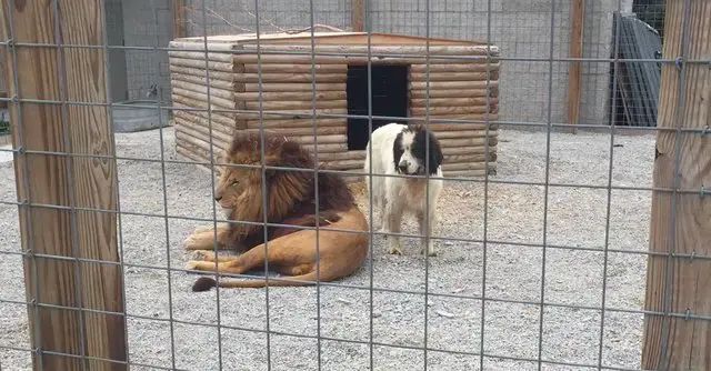 roadside zoo