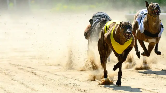 greyhounds on cocaine