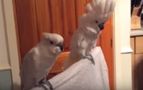 birds dancing