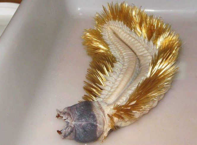 Antarctic worm