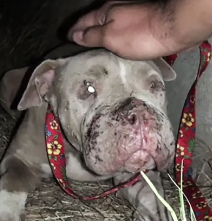 dog fighting pit bull