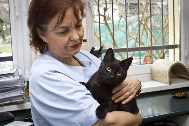 cat nurse