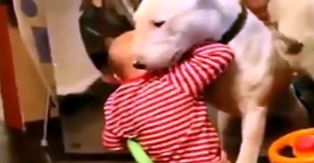 Video Of Pet Dog And His Response After Getting Slapped By Baby Goes Viral Video Of Pet Dog And His Response After Getting Slapped By Baby Goes Viral