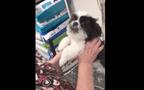 pup talking to groomer