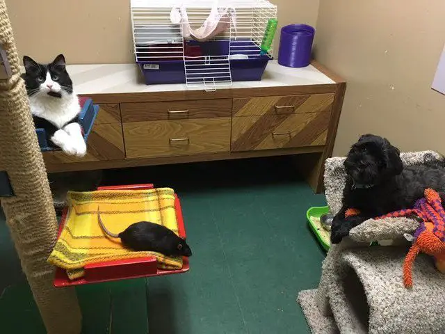 dog, cat and rat at shelter