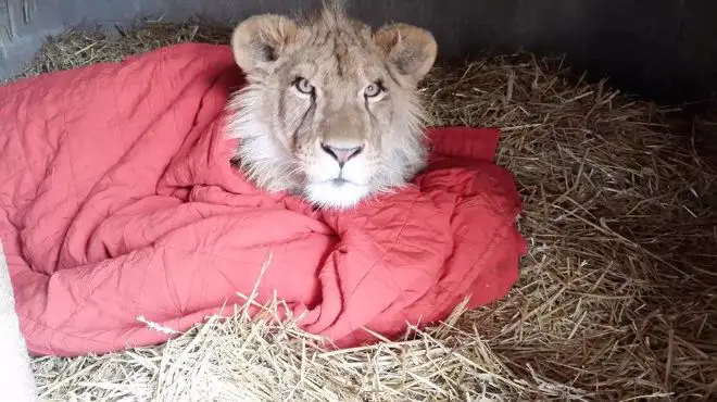 lion and blanket