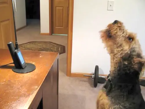 dog talking to mommy