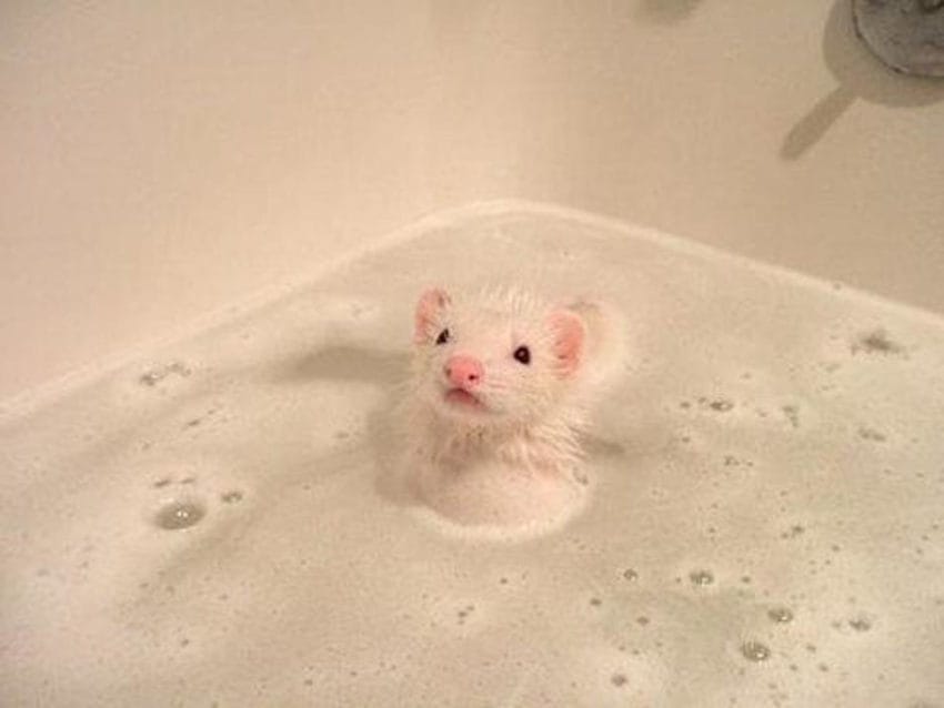 ferrets think they're dogs
