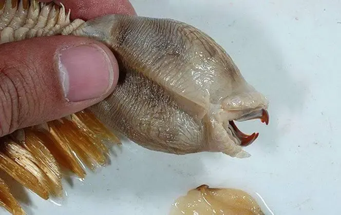 Antarctic worm