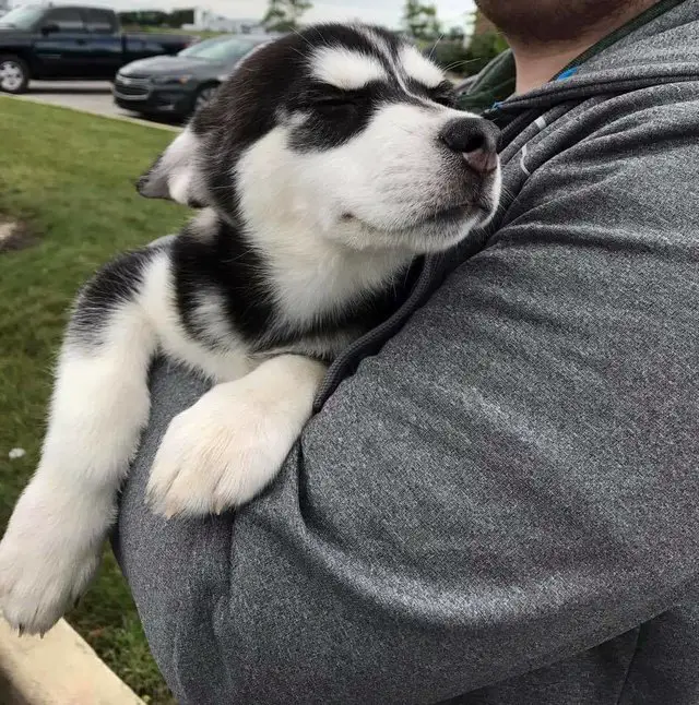 game of thrones huskies